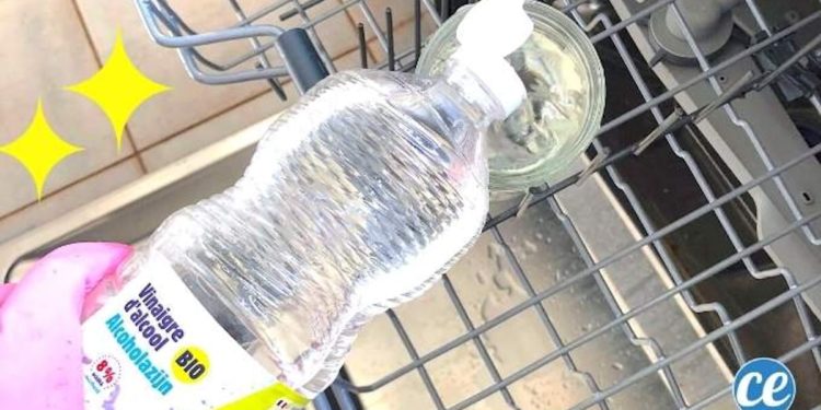 Comment nettoyer un chat qui pue ?