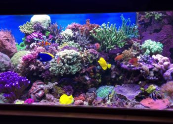 Quelle aquarium pour eau de mer ?