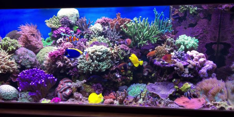 Quelle aquarium pour eau de mer ?