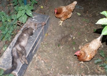 Comment attraper une fouine ou martre ?