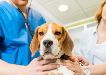 Comment traiter un chien empoisonné ?