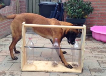 Quels jeux pour occuper son chien ?