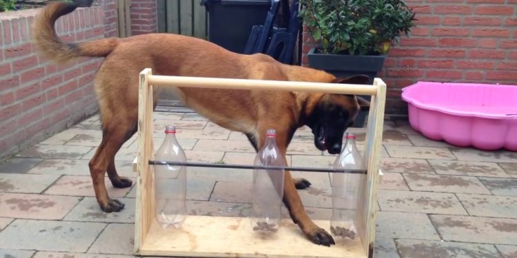 Quels jeux pour occuper son chien ?