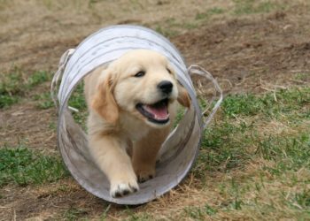 Comment s'amuser avec son chien ?