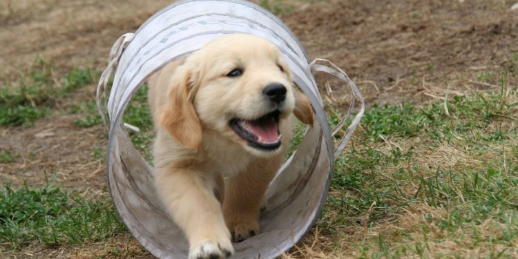 Comment s'amuser avec son chien ?