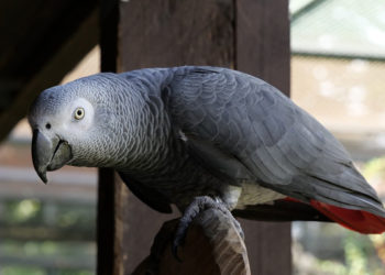 Comment jouer avec un Gris du Gabon ?