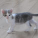 Comment faire avec un chaton de 2 mois ?