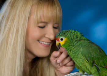 Comment stimuler un perroquet ?