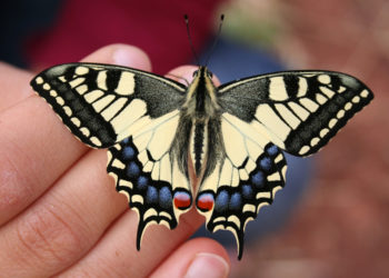 Où se reproduisent les papillons ?