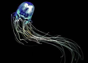 Quelle est la méduse la plus mortelle au monde ?