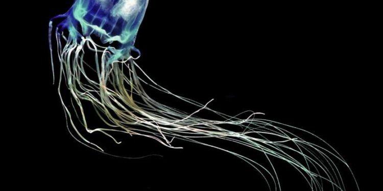 Quelle est la méduse la plus mortelle au monde ?