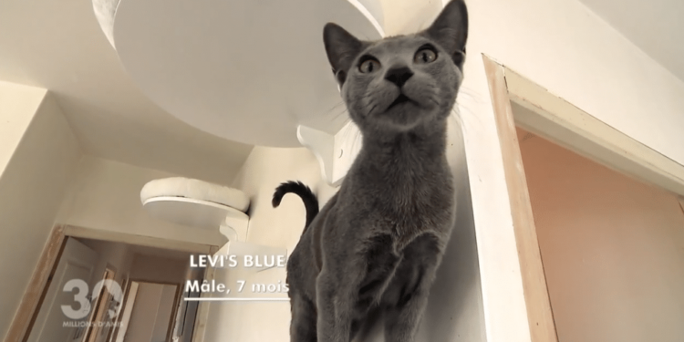 Comment rassurer un chaton qui vient d'arriver ?