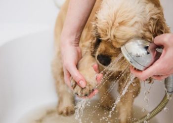 Comment laver un chien à la maison ?