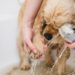 Comment laver un chien à la maison ?