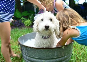 Comment remplacer le shampoing pour chien ?