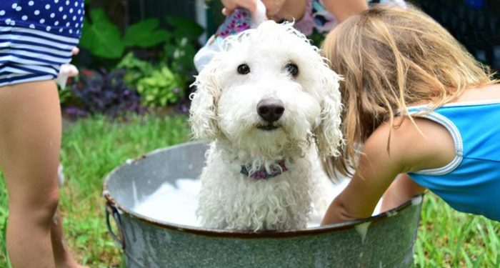 Comment remplacer le shampoing pour chien ?