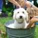 Comment remplacer le shampoing pour chien ?