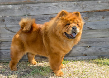 Comment adopter un Chow-chow ?