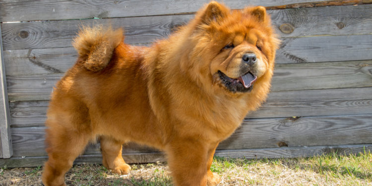 Comment adopter un Chow-chow ?