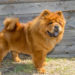 Comment adopter un Chow-chow ?