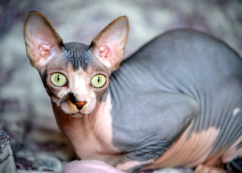 Pourquoi le chat Sphynx n'a pas de poils ?