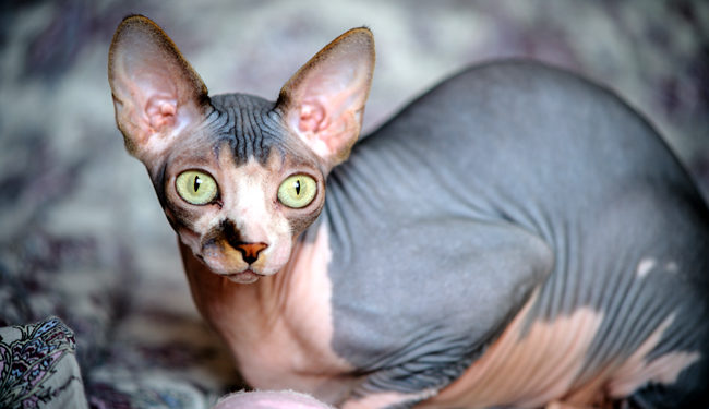 Pourquoi le chat Sphynx n'a pas de poils ?