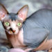 Pourquoi le chat Sphynx n'a pas de poils ?