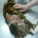 Pourquoi un chat fait des pellicules ?