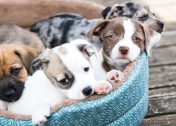 Comment connaître le caractère d'un chiot ?