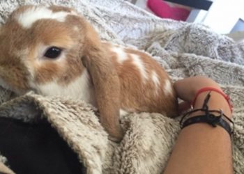 Quel Animal Peut Tuer Un Lapin