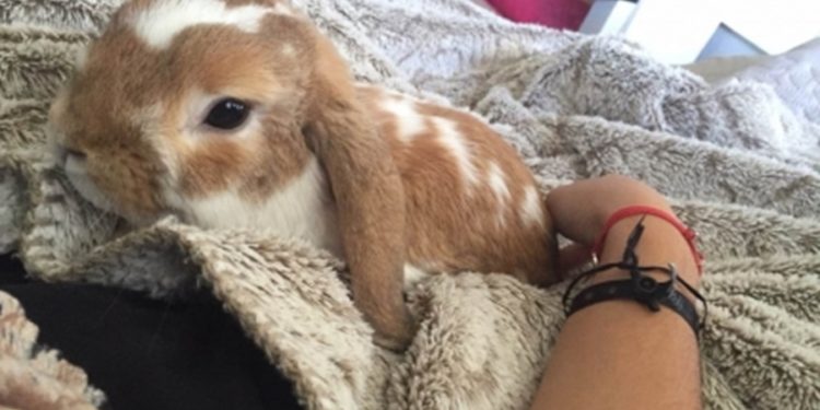 Quel animal peut tuer un lapin ?