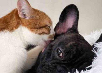 Est-ce qu'un chat peut oublier son maitre ?