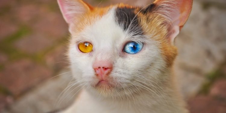 Quelle couleur n'aime pas les chats ?