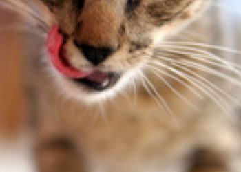 Comment un chat voit la télé ?