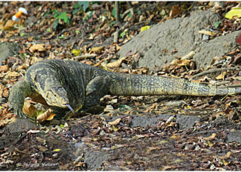 Comment le varan tué ses proies ?