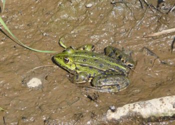 Où vit la grenouille verte ?