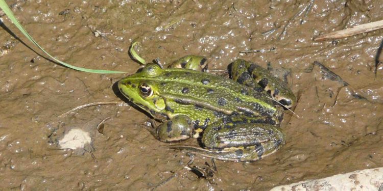 Où vit la grenouille verte ?