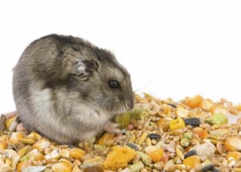 Comment savoir si son lapin à froid ?