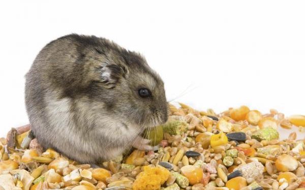 Comment savoir si son lapin à froid ?