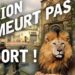 Comment meurt un lion ?