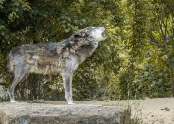 Comment on appelle le cri du loup ?