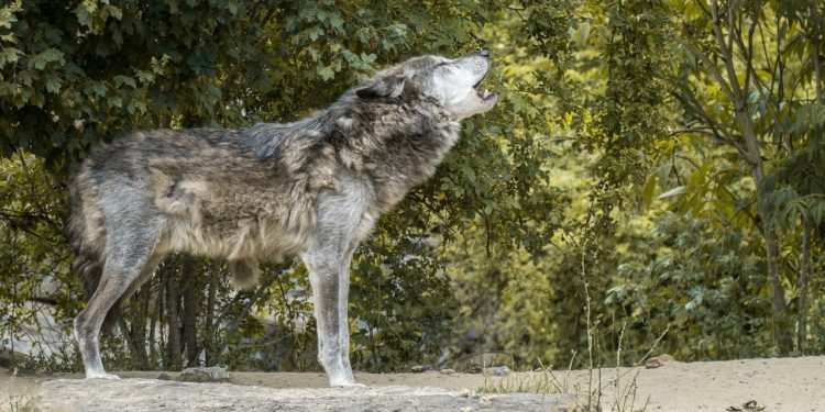 Comment on appelle le cri du loup ?