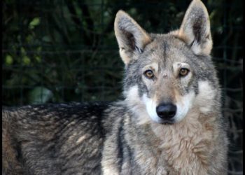 Quel est le nom de la femelle du loup ?