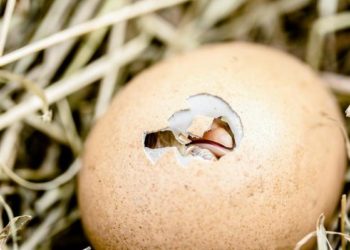 Comment se passe la naissance d'un poussin ?