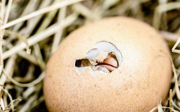 Comment se passe la naissance d'un poussin ?