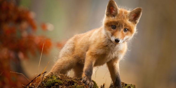 Comment réagir face à un renard ?