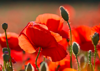 Quel est le nom scientifique ?