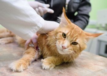 Quelles sont les maladies transmissibles du chat à l'homme ?
