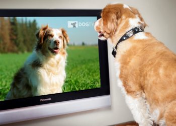 Pourquoi un chien regarde la télé ?