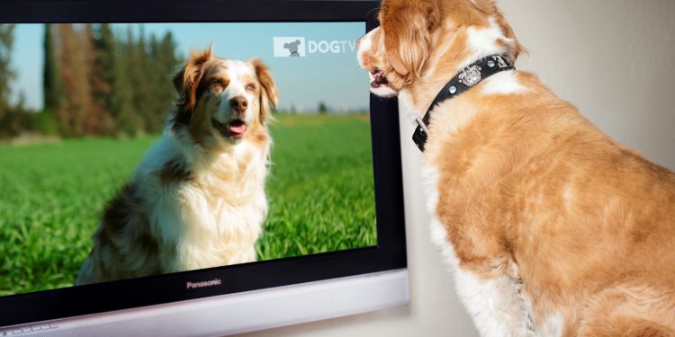 Pourquoi un chien regarde la télé ?